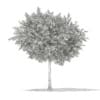 3d Bigtooth Aspen