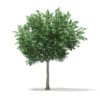 3d Bigtooth Aspen