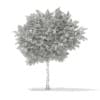 3d Bigtooth Aspen