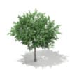 3d Bigtooth Aspen