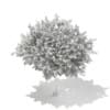 3d Bigtooth Aspen