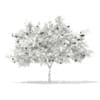 3d European Rowan