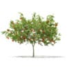 3d European Rowan
