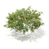 3d European Rowan