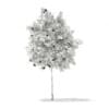 3d European Rowan