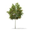 3d European Rowan
