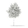 3d European Rowan