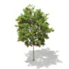 3d European Rowan