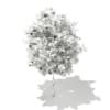3d European Rowan