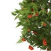 3d European Rowan