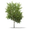 3d European Rowan