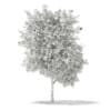 3d European Rowan