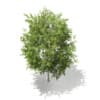 3d European Rowan