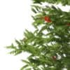 3d European Rowan