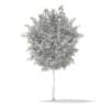 3d European Rowan