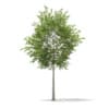 3d European Rowan