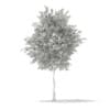 3d European Rowan