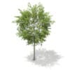 3d European Rowan