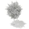 3d European Rowan