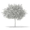 3d European Rowan