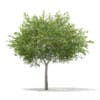 3d European Rowan
