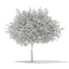 3d European Rowan