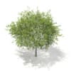 3d European Rowan