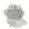 3d European Rowan