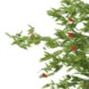 3d European Rowan
