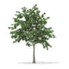 CGAxis Models Volume 67 Trees VII - Image 5
