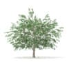 CGAxis Models Volume 67 Trees VII - Image 6