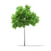 CGAxis Models Volume 67 Trees VII - Image 7