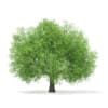 CGAxis Models Volume 67 Trees VII - Image 10