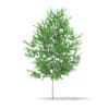 CGAxis Models Volume 67 Trees VII - Image 12