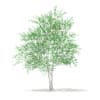 CGAxis Models Volume 67 Trees VII - Image 13