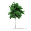 CGAxis Models Volume 67 Trees VII - Image 15