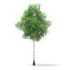 CGAxis Models Volume 67 Trees VII - Image 16