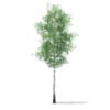 CGAxis Models Volume 67 Trees VII - Image 17