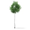 CGAxis Models Volume 67 Trees VII - Image 18