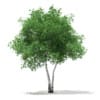 CGAxis Models Volume 67 Trees VII - Image 20