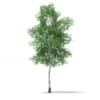 CGAxis Models Volume 67 Trees VII - Image 21