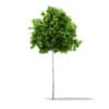 CGAxis Models Volume 67 Trees VII - Image 22