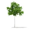 CGAxis Models Volume 67 Trees VII - Image 23