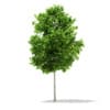 CGAxis Models Volume 67 Trees VII - Image 24