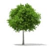 CGAxis Models Volume 67 Trees VII - Image 25