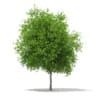 CGAxis Models Volume 67 Trees VII - Image 26