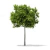 CGAxis Models Volume 67 Trees VII - Image 27