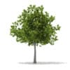 CGAxis Models Volume 67 Trees VII - Image 28