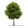 CGAxis Models Volume 67 Trees VII - Image 29