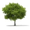 CGAxis Models Volume 67 Trees VII - Image 31